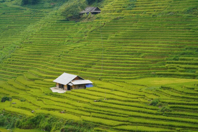Green rice terraces and a small field shelter near Sapa, Vietnam